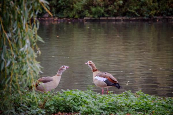 Parks of London
